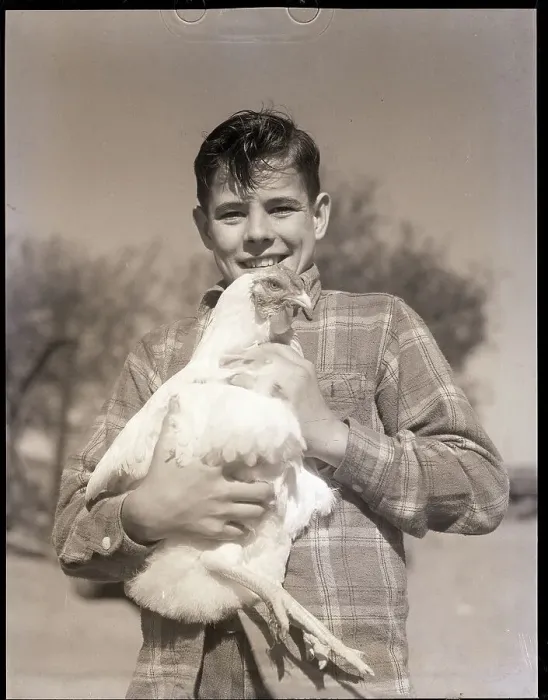 Framed Print : Boy Holding Chicken Framed Print : Boy Holding Chicken