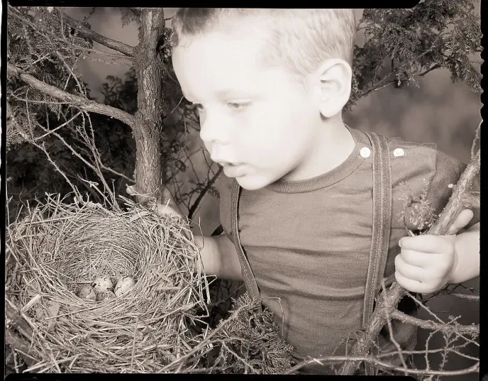 Framed Print : Boy Peering into Bird Nest Framed Print : Boy Peering into Bird Nest