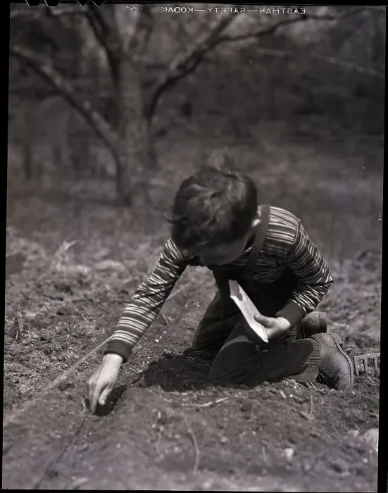 Framed Print : Boy Planting Seeds