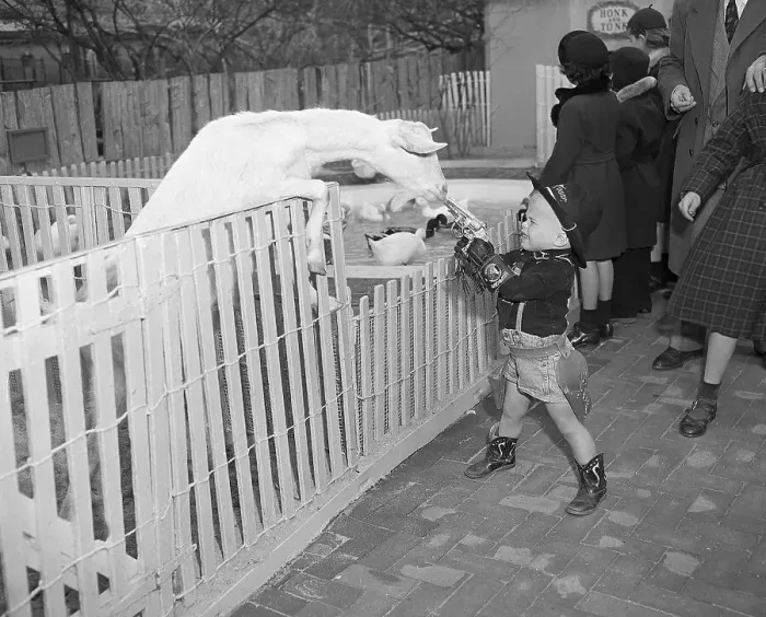 Framed Print : Boy Pointing Gun at Goat Framed Print : Boy Pointing Gun at Goat