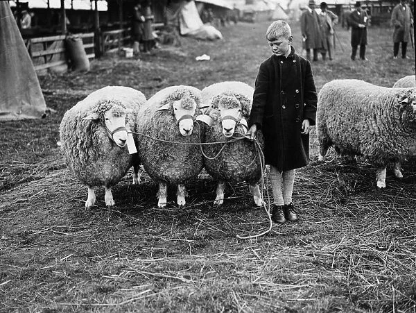 Boy And Rams