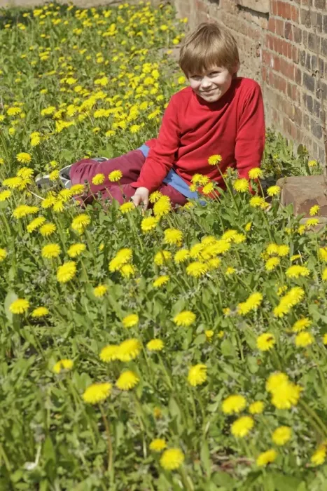 Framed Print : Boy sitting between dandelion flowers Framed Print : Boy sitting between dandelion flowers