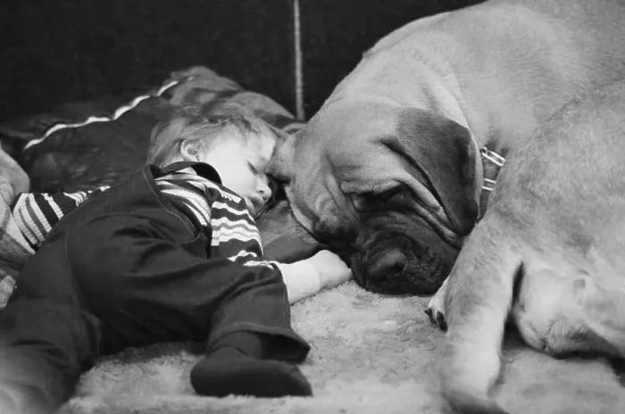 Framed Print : Boy Sleeping With Mastiff Framed Print : Boy Sleeping With Mastiff