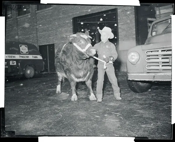 Framed Print : Boy Standing with Shorthorn Steer Framed Print : Boy Standing with Shorthorn Steer