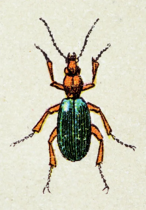Framed Print : Brachinus crepitans, insect animals antique illustration Framed Print : Brachinus crepitans, insect animals antique illustration