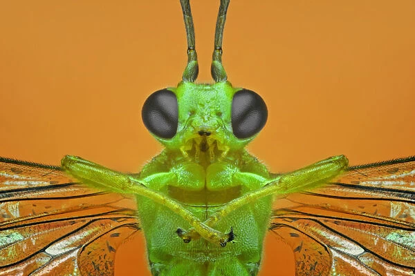 Brachonid Wasp