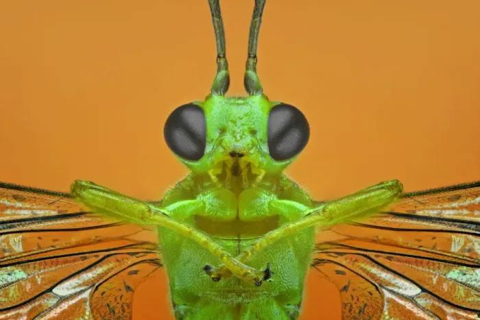 Framed Print : Brachonid Wasp Framed Print : Brachonid Wasp