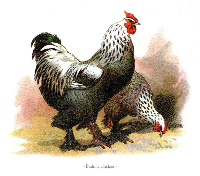 Framed Print : Brahma chicken chromolithography 1882 Framed Print : Brahma chicken chromolithography 1882