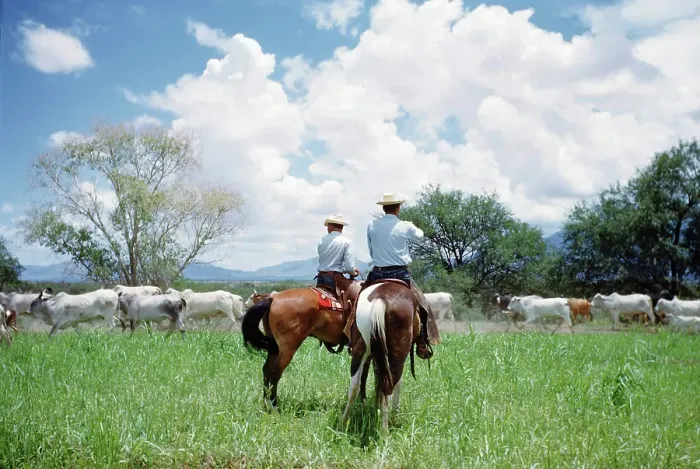 Framed Print : Brahman Cattle Ranch in Texas Framed Print : Brahman Cattle Ranch in Texas