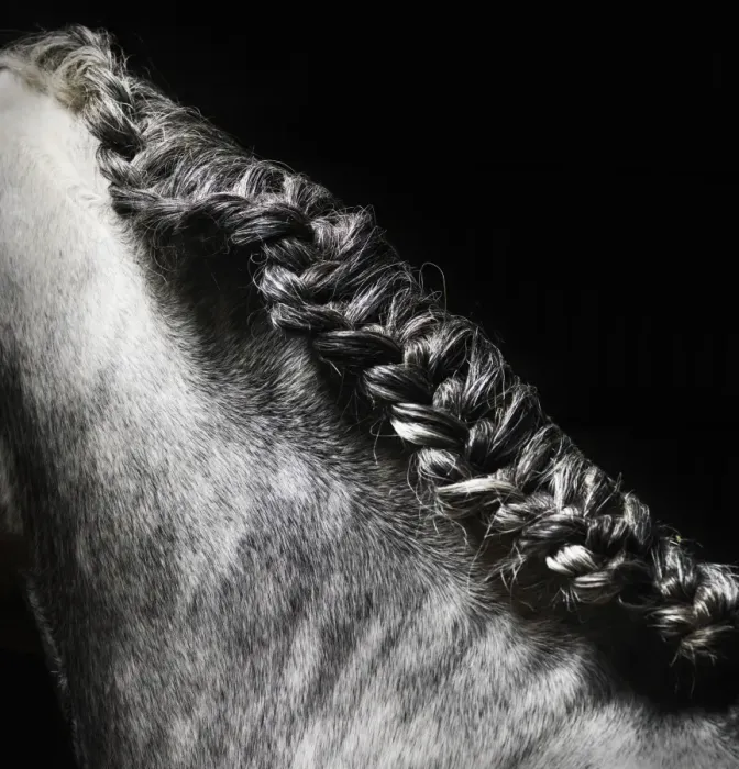 Framed Print : Braided mane of grey horse Framed Print : Braided mane of grey horse
