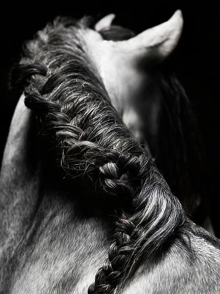 Braided mane of grey horse