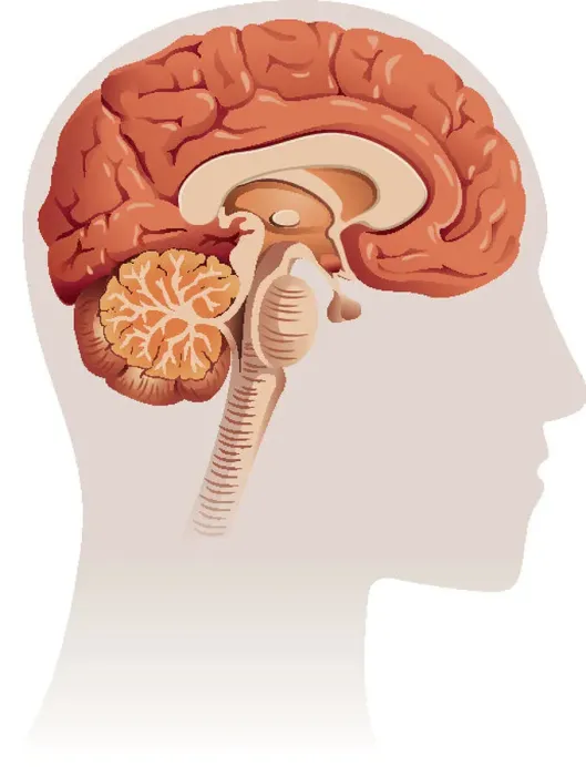 : brain artwork, 134106186 : brain artwork, 134106186