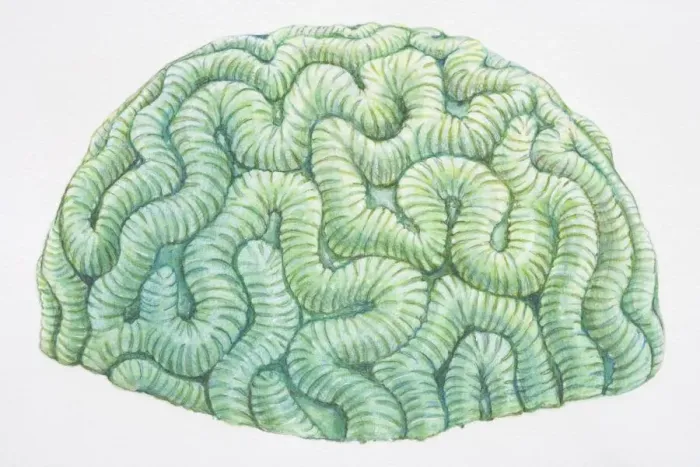 Framed Print : Brain Coral (Diploria labyrinthiformis) Framed Print : Brain Coral (Diploria labyrinthiformis)