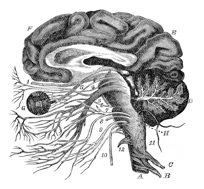 Framed Print : Brain nervous ocular system engraving anatomy 1872 Framed Print : Brain nervous ocular system engraving anatomy 1872