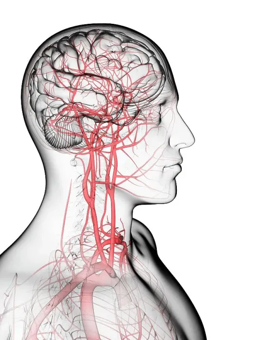 Framed Print : Brain's blood supply, artwork Framed Print : Brain's blood supply, artwork