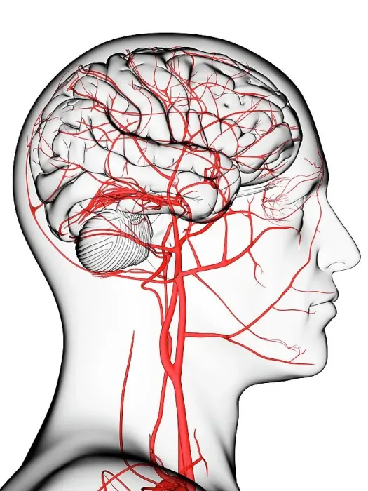 Framed Print : Brain's blood supply, artwork Framed Print : Brain's blood supply, artwork