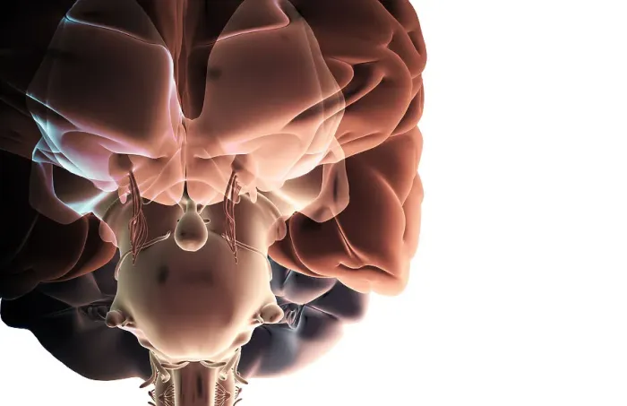 Framed Print : The brainstem Framed Print : The brainstem