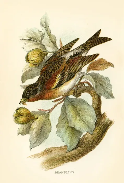 Framed Print : Brambling engraving 1896