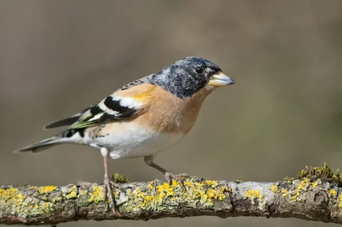 Framed Print : Brambling -Fringilla montifringilla-, male, Untergroningen, Abtsgmuend, Baden-Wurttemberg, Germany
