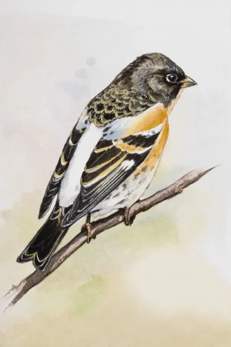 Framed Print : Brambling (Fringilla montifringilla), perching on a branch, side view Framed Print : Brambling (Fringilla montifringilla), perching on a branch, side view