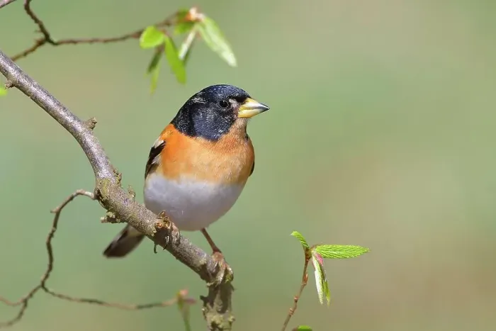 Framed Print : Brambling (Fringilla montifringilla), male in mating plumage, standing on a branch of a grey birch (Betula populifolia), Siegerland, North Rhine-Westphalia, Germany Framed Print : Brambling (Fringilla montifringilla), male in mating plumage, standing on a branch of a grey birch (Betula populifolia), Siegerland, North Rhine-Westphalia, Germany