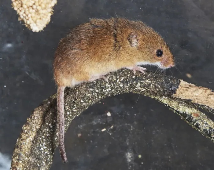 Framed Print : branch, captive animals, eurasian harvest mouse, furry, mammology, micromys minutus Framed Print : branch, captive animals, eurasian harvest mouse, furry, mammology, micromys minutus