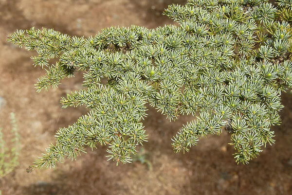 Branch of a Lebanon Cedar (Cedrus libani var brevifolia), needles, Tripylos, Troodos Mountains, Southern Cyprus, Republic of Cyprus, Mediterranean Sea, Europe