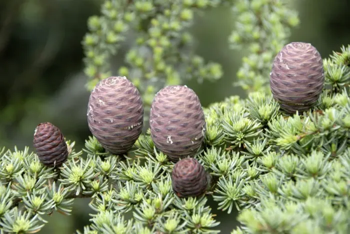 Framed Print : Branch of a Lebanon Cedar (Cedrus libani var brevifolia) with purple cones, Tripylos, Troodos Mountains, Southern Cyprus, Republic of Cyprus, Mediterranean Sea, Europe Framed Print : Branch of a Lebanon Cedar (Cedrus libani var brevifolia) with purple cones, Tripylos, Troodos Mountains, Southern Cyprus, Republic of Cyprus, Mediterranean Sea, Europe