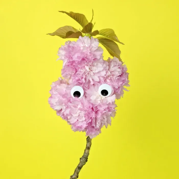 Framed Print : A branch of pink oriental cherry blossoms made to look like a face Framed Print : A branch of pink oriental cherry blossoms made to look like a face