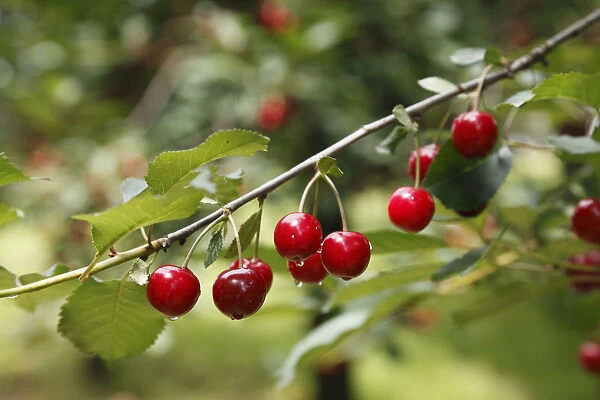 Branch with ripe Wild Cherries or Sweet Cherries -Prunus avium-, Pretzfeld, Franconian Switzerland, Upper Franconia, Franconia, Bavaria, Germany, Europe