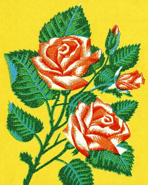 Branch of Roses
