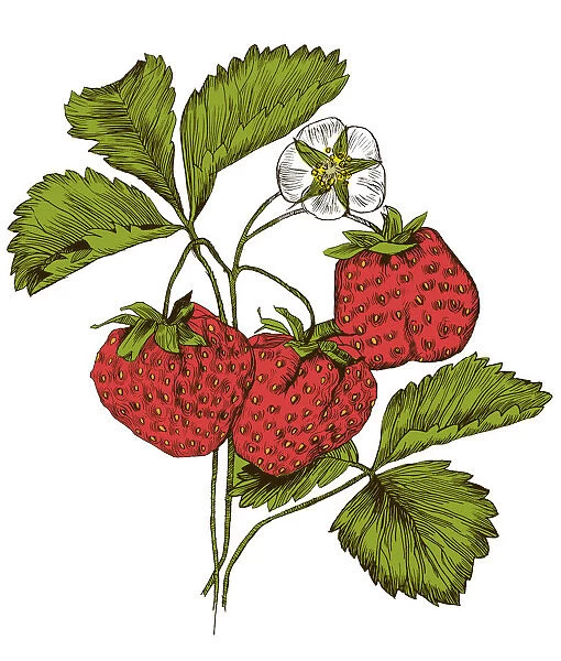 A branch of strawberry. Engraving with color