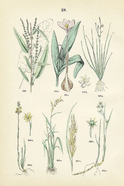 Branched asphodel, bog asphodel, rice, sorrel, autumn crocus, pod grass - Botanical illustration 1883