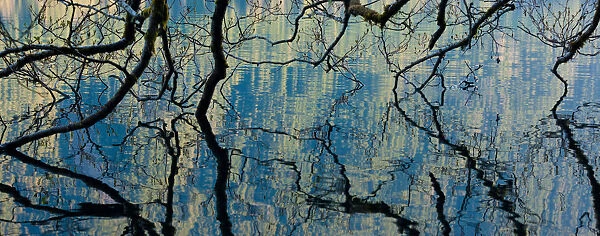Branches dip into the surface of Lake Crescent, Olympic National Park, Washington, USA