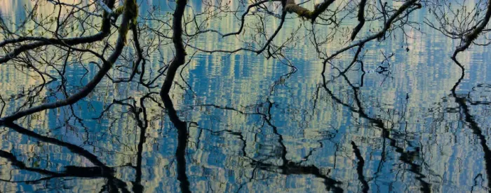 Framed Print : Branches dip into the surface of Lake Crescent, Olympic National Park, Washington, USA Framed Print : Branches dip into the surface of Lake Crescent, Olympic National Park, Washington, USA
