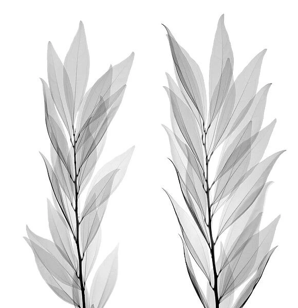 Two branches with leaves, X-ray