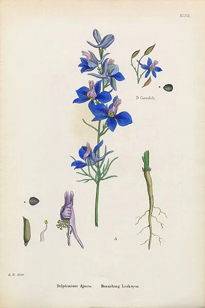 Branching Larkspur, Delphinium Ajacis, Victorian Botanical Illustration, 1863