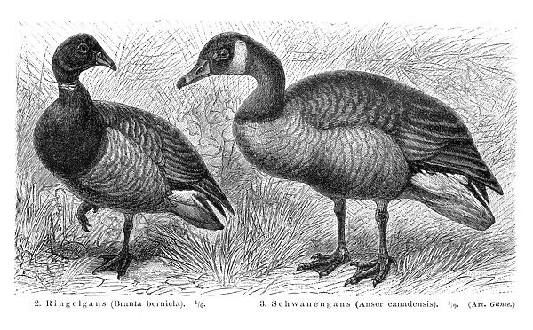 Brant and Canadian goose illustration 1895