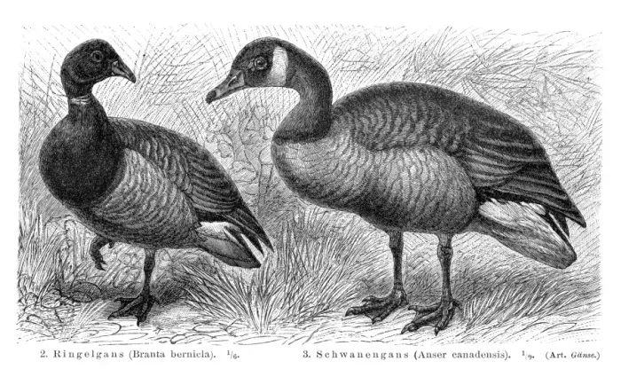 Framed Print : Brant and Canadian goose illustration 1895 Framed Print : Brant and Canadian goose illustration 1895