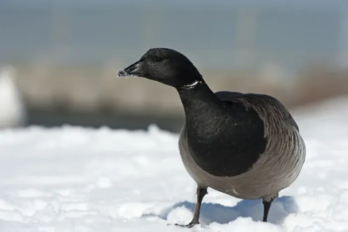 Framed Print : Brant goose in winter Framed Print : Brant goose in winter