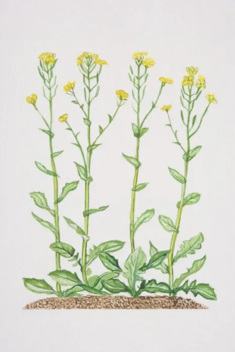 Framed Print : Brassica napus, yellow Rape flowers