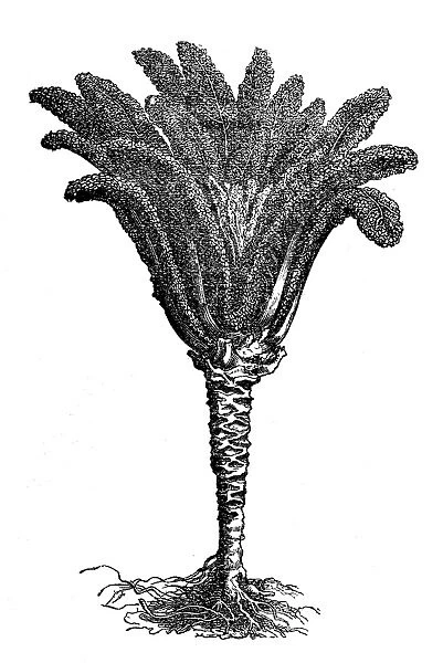 Brassica oleracea palmata, palm cabbage or Forage kale