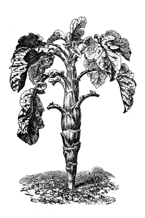 Framed Print : Brassica oleracea, wild cabbage or Forage kale Framed Print : Brassica oleracea, wild cabbage or Forage kale