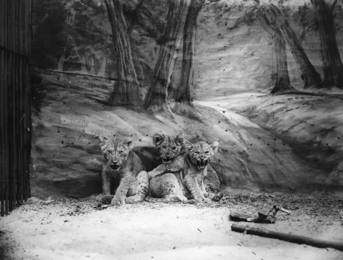 Framed Print : Brave Little Cubs Framed Print : Brave Little Cubs