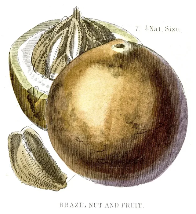 Framed Print : Brazil nut engraving 1857 Framed Print : Brazil nut engraving 1857