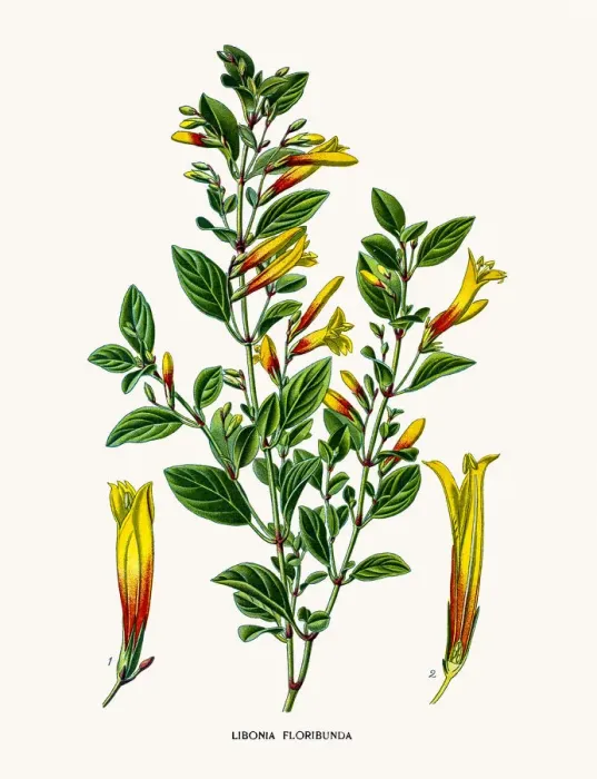 Framed Print : Brazilian fuchsia (Justicia rizzinii) Framed Print : Brazilian fuchsia (Justicia rizzinii)