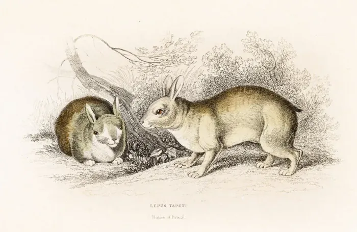 Framed Print : The Brazilian hare engraving 1855 Framed Print : The Brazilian hare engraving 1855