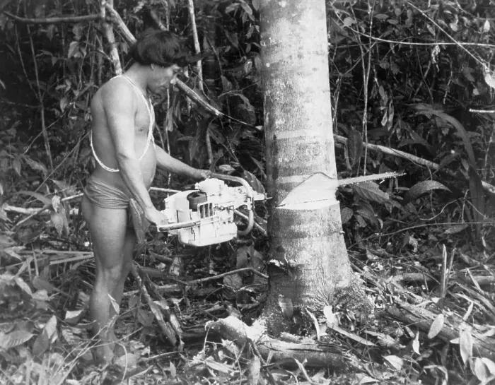 Framed Print : Brazilian Native with Chain Saw Framed Print : Brazilian Native with Chain Saw