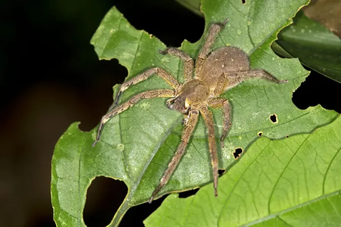 Framed Print : Brazilian Wandering Spider or Banana Spider, Phoneutria genus, spider family Ctenidae, Tambopata Nature Reserve, Madre de Dios Region, Peru Framed Print : Brazilian Wandering Spider or Banana Spider, Phoneutria genus, spider family Ctenidae, Tambopata Nature Reserve, Madre de Dios Region, Peru