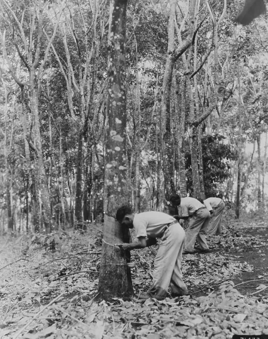 Framed Print : Brazilians Tapping Trees for Rubber Company Framed Print : Brazilians Tapping Trees for Rubber Company